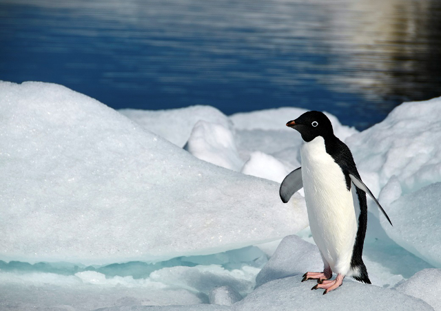 Der mdte flere forskellige arter af pingviner p Arktisk.